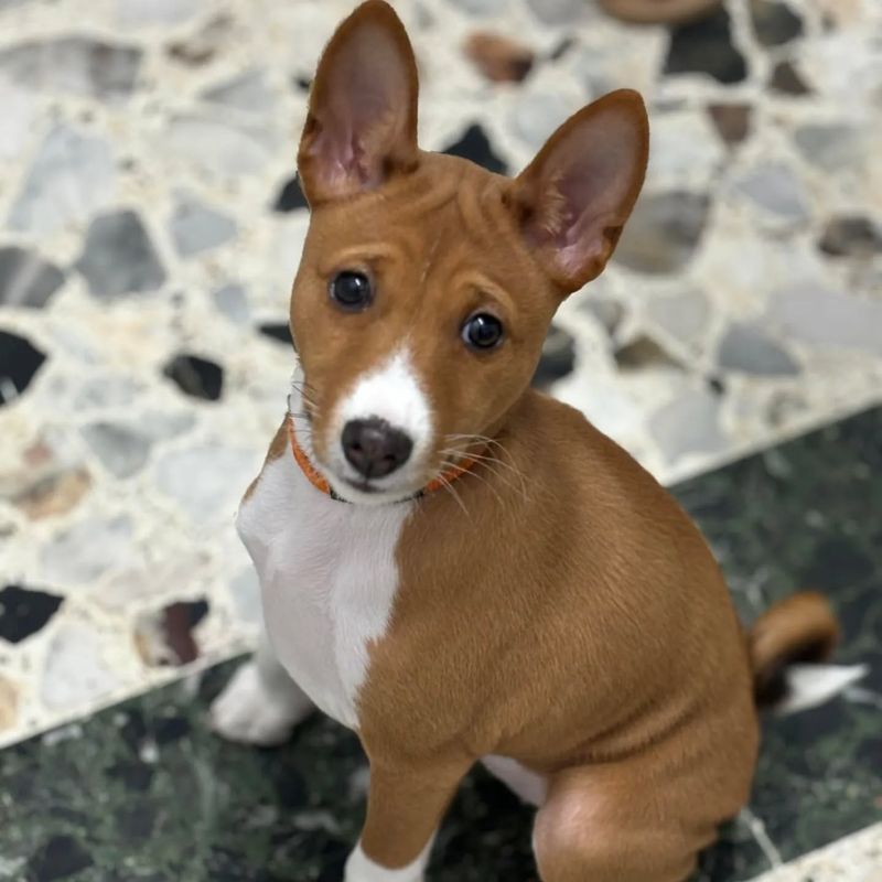 Basenji