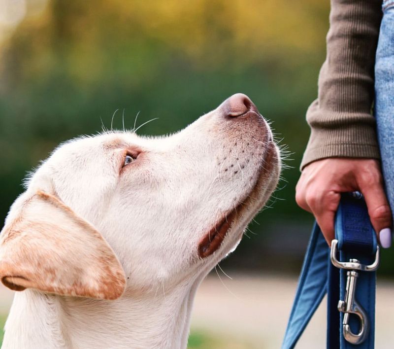 Basic Obedience Training