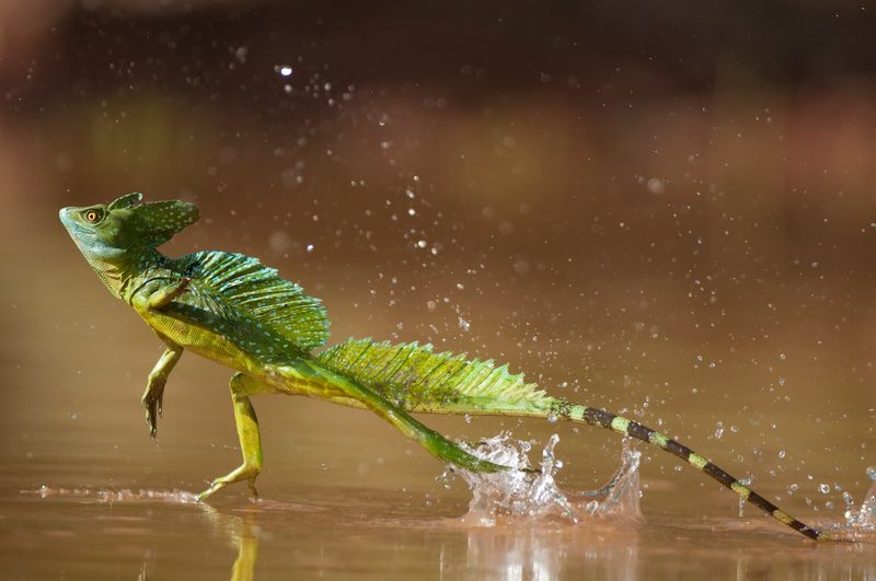 Basilisk Lizard