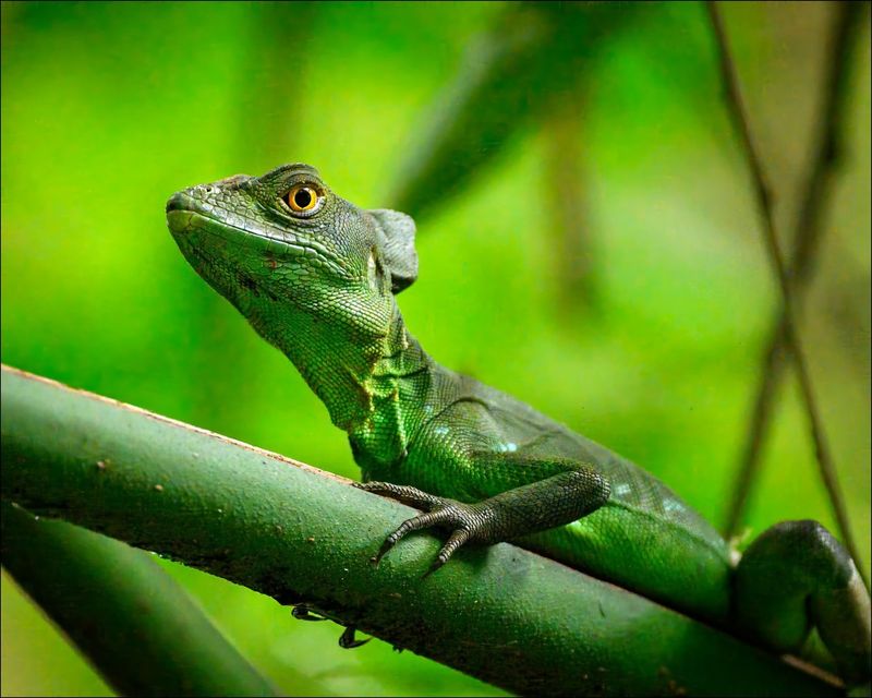 Basilisk Lizard's Water Walk