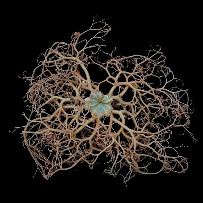 Basket Star