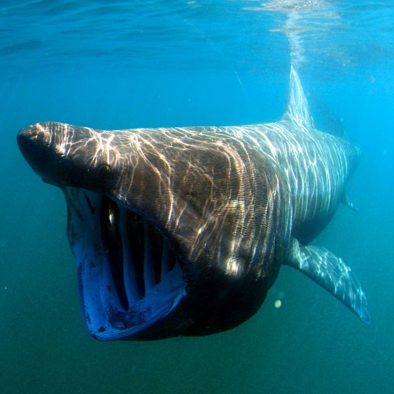 Basking Shark