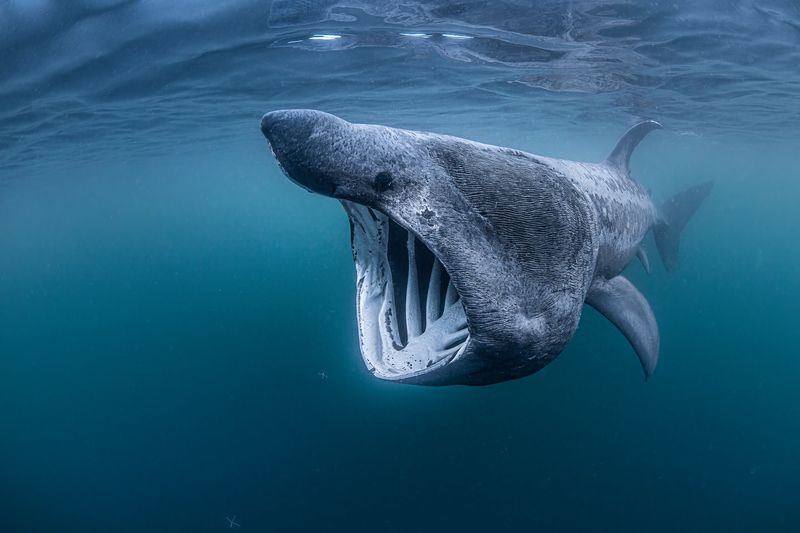 Basking Shark