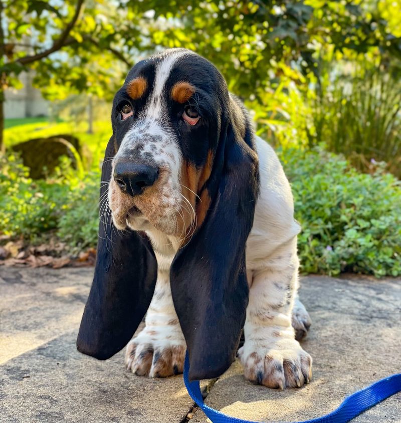 Basset Hound