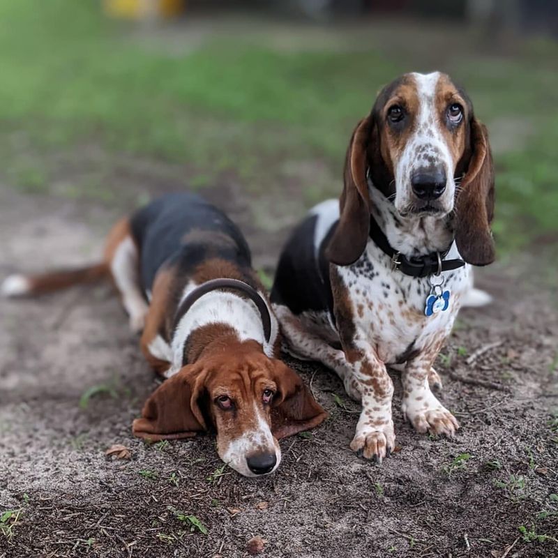 Basset Hound