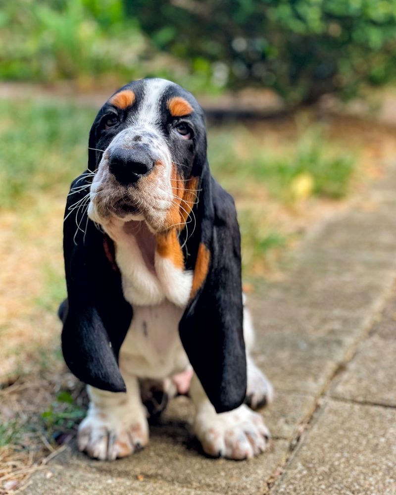 Basset Hound