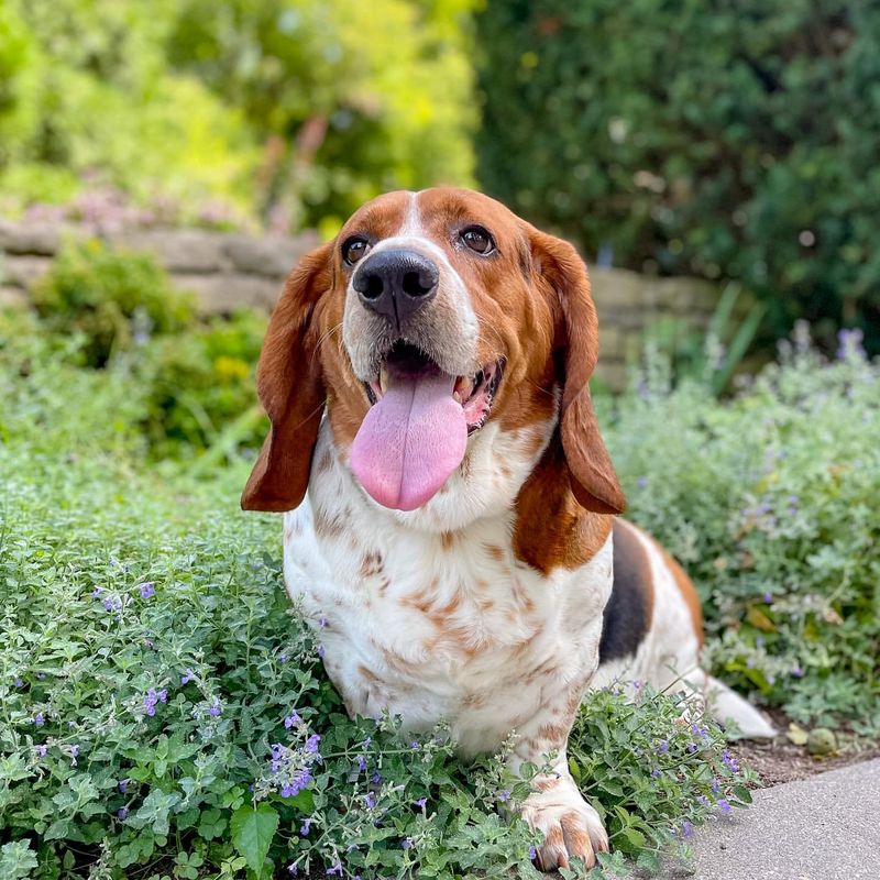 Basset Hound