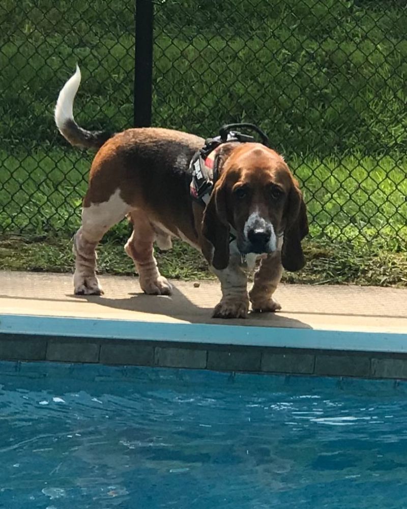 Basset Hound