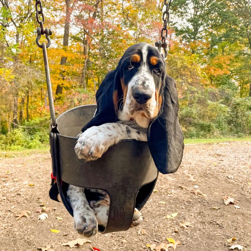 Basset Hound