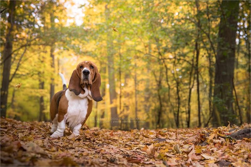 Basset Hound