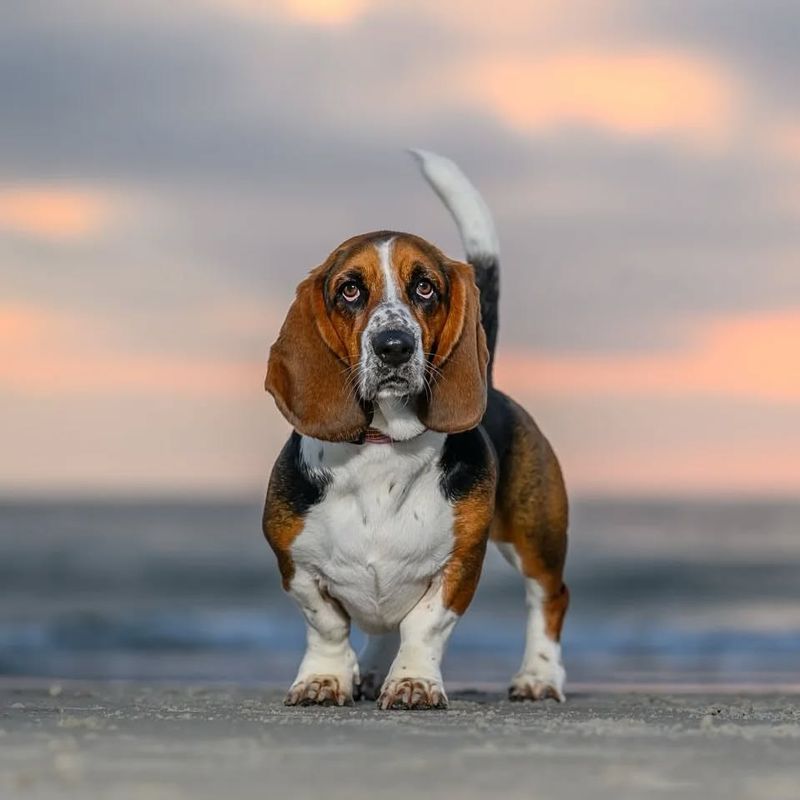 Basset Hound