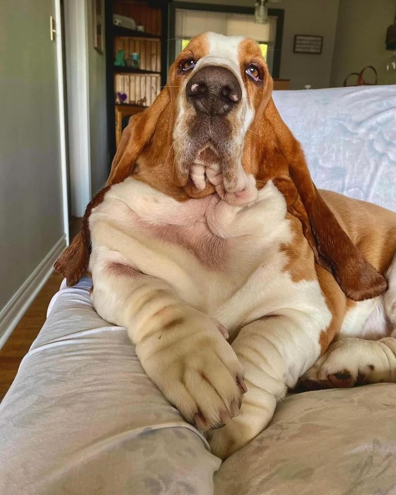 Basset Hound