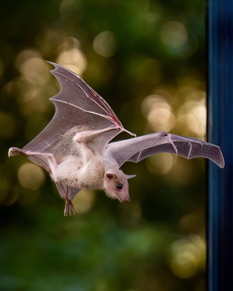 Bat