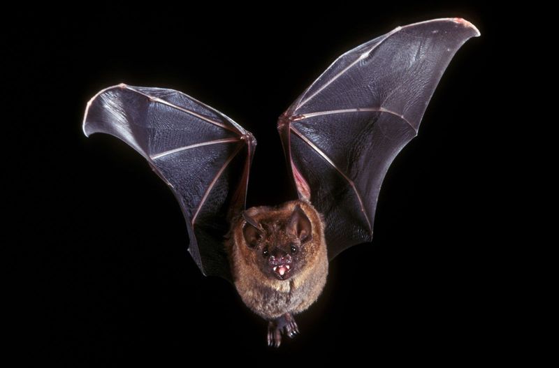 Bat