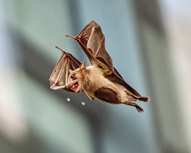 Bat