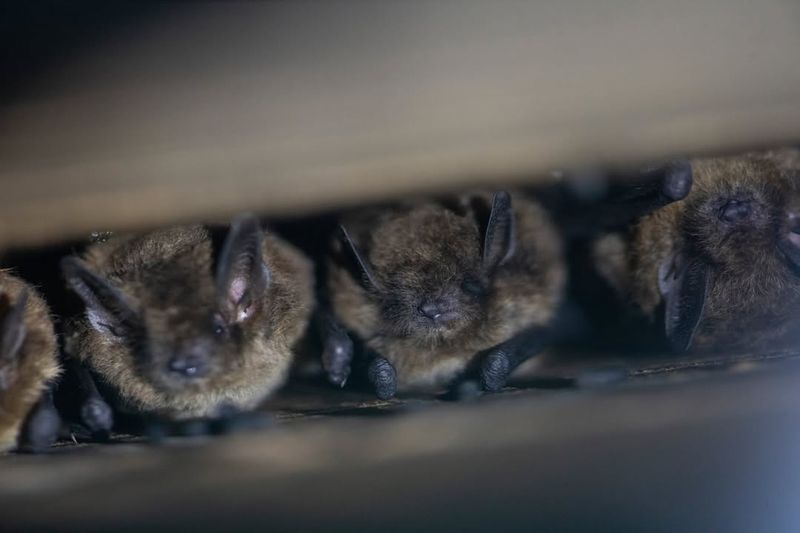 Bat Colonies Are Massive