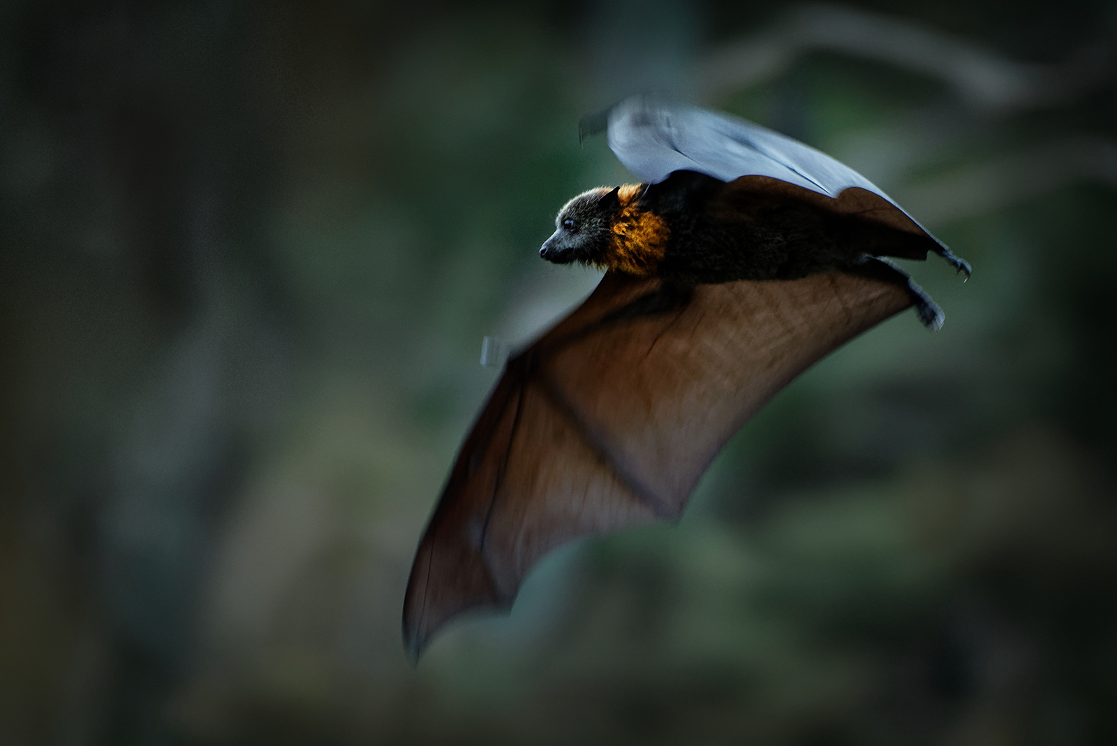 bat