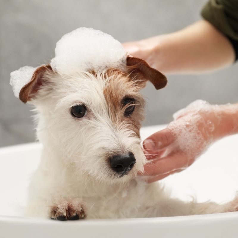 Bath Time Struggles