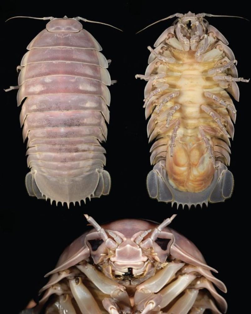 Bathynomus vaderi (Giant Sea Bug)