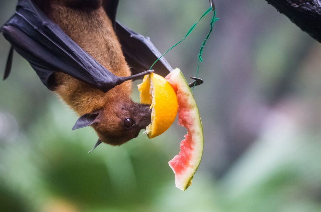 Bats And Fruit Trees