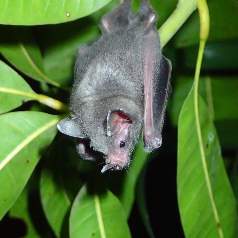 Bats Are Essential for Seed Dispersal