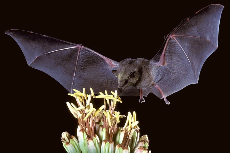 Bats (Certain Species)