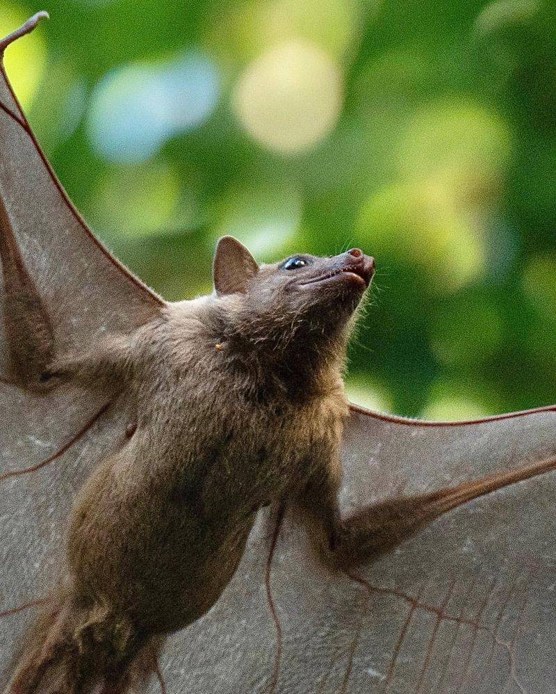 Bats Have Unique Skeletons