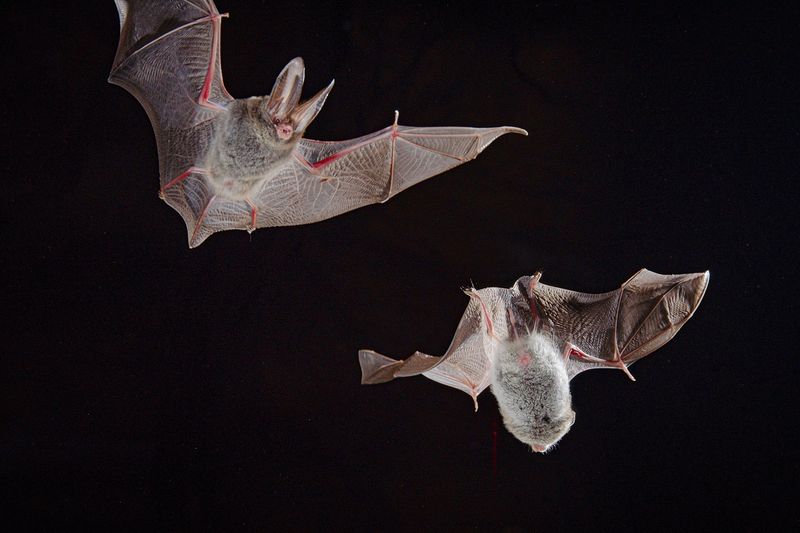 Bats Use Echolocation