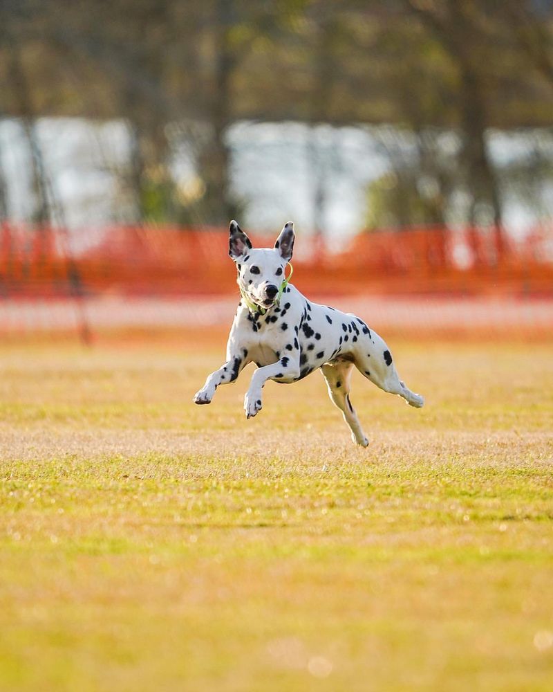 Be Cautious of Strangers Interested in Your Dog