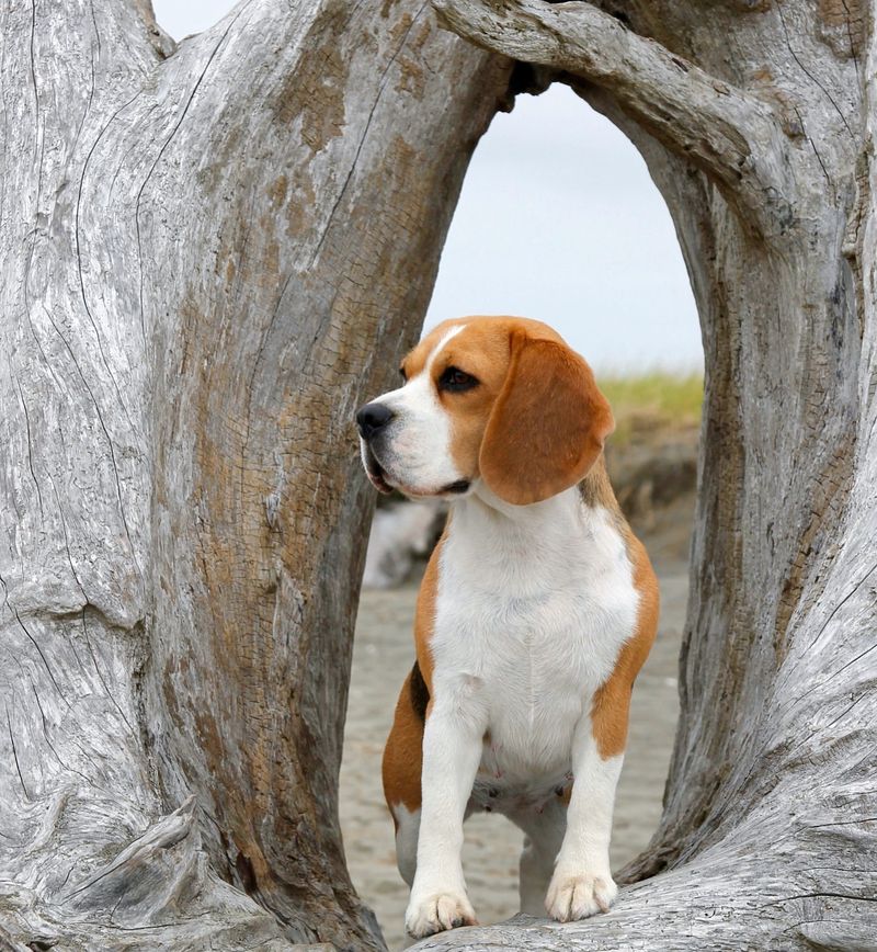 Beagle