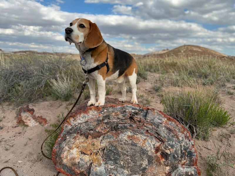 Beagle