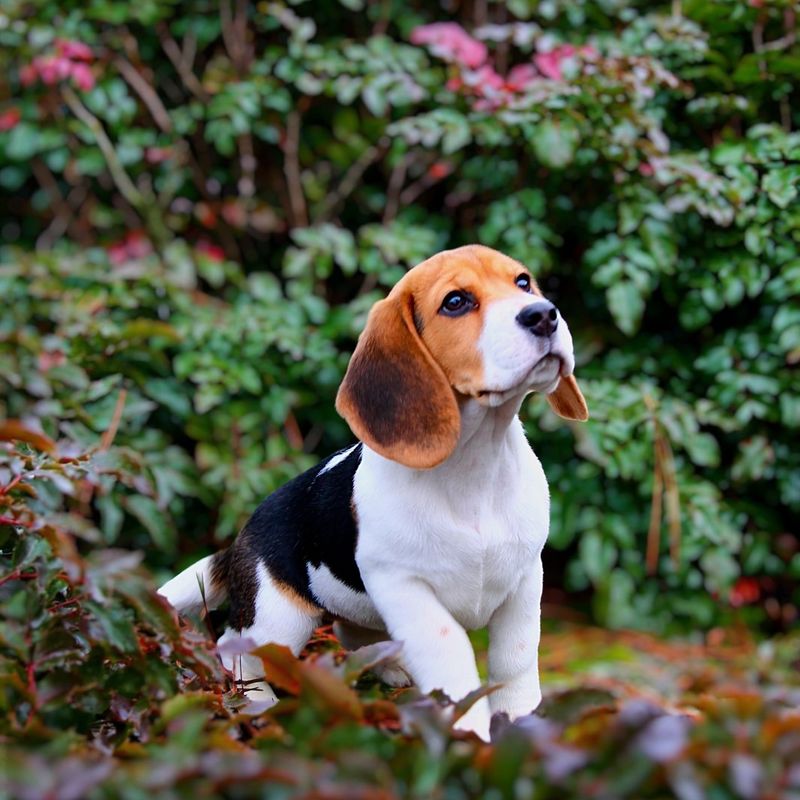 Beagle