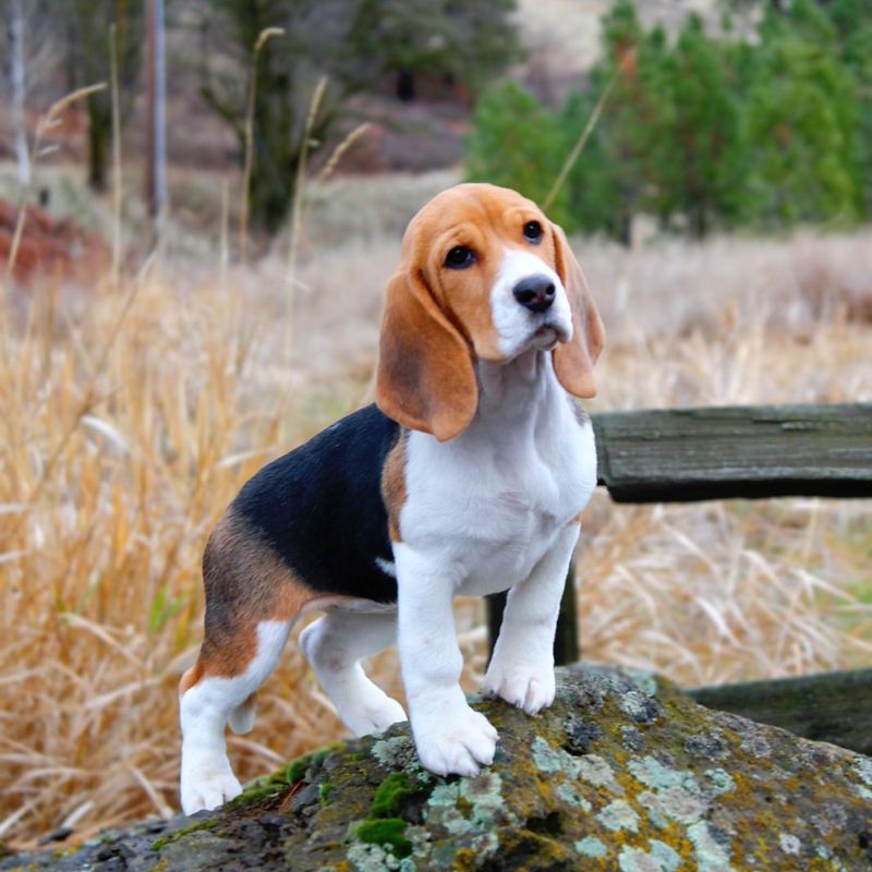 Beagle