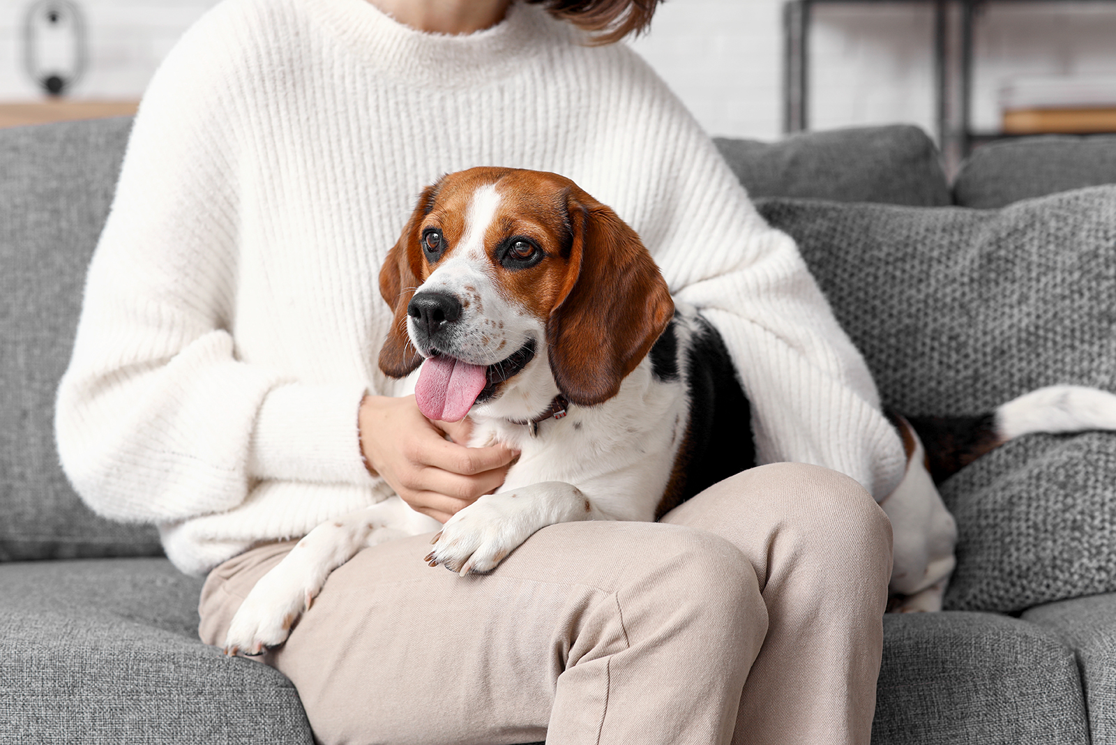 beagle in womans lap