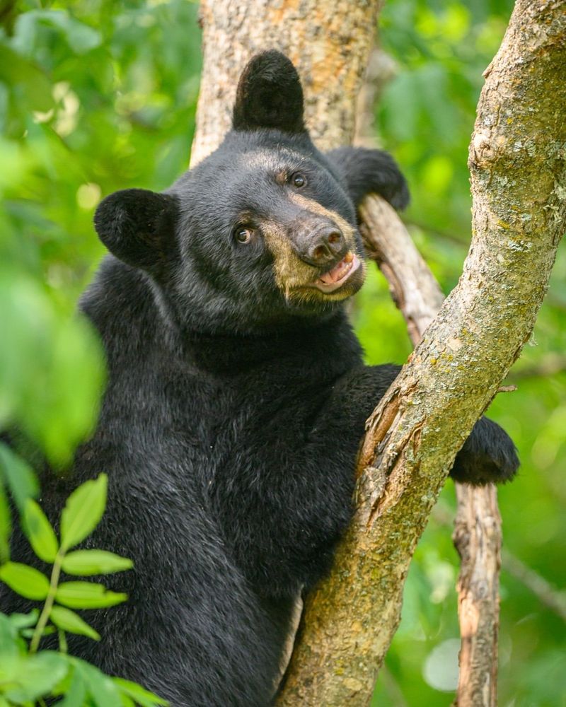 Bear Conservation Efforts