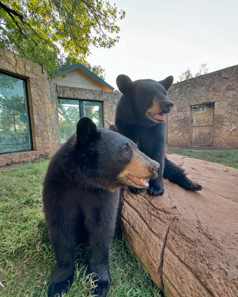 Bear Habitat Awareness