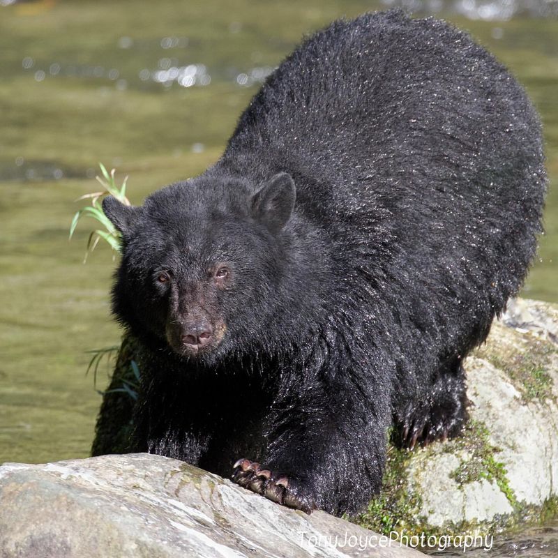 Bear Safety on the Move