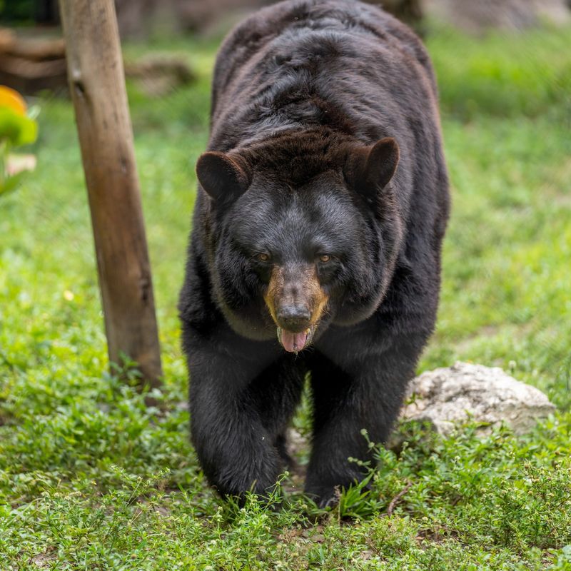 Bear Scent Awareness