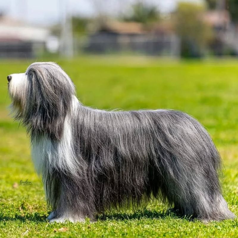 Bearded Collie