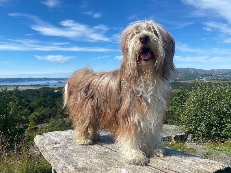 Bearded Collie