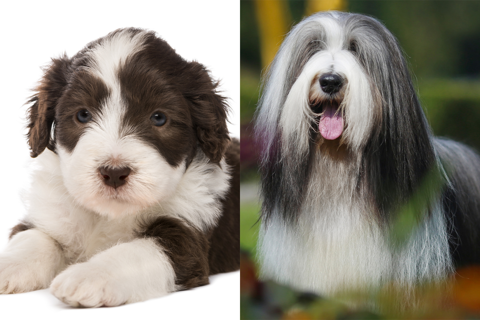 Bearded Collie