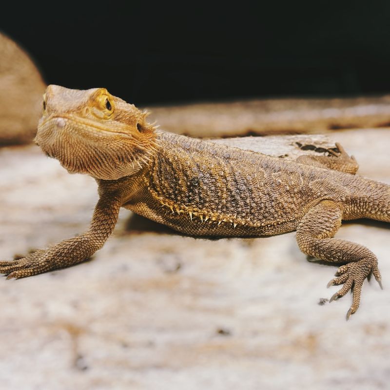 Bearded Dragon