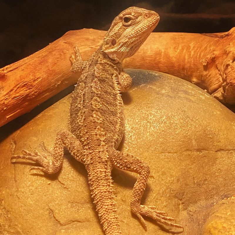 Bearded Dragon