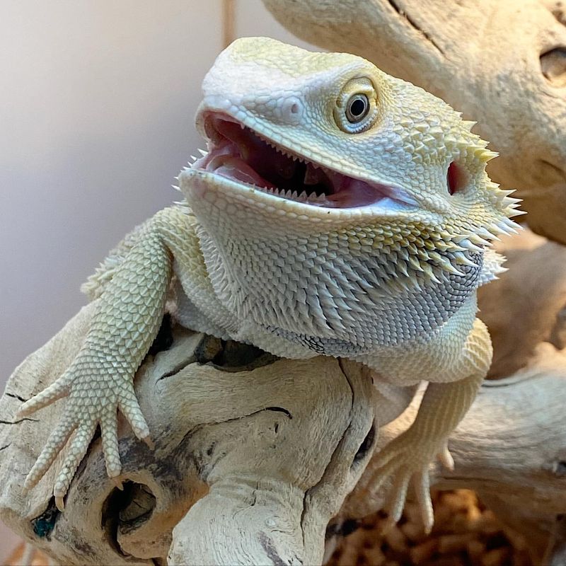 Bearded Dragon