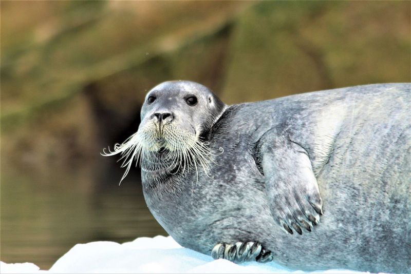 Bearded Seal