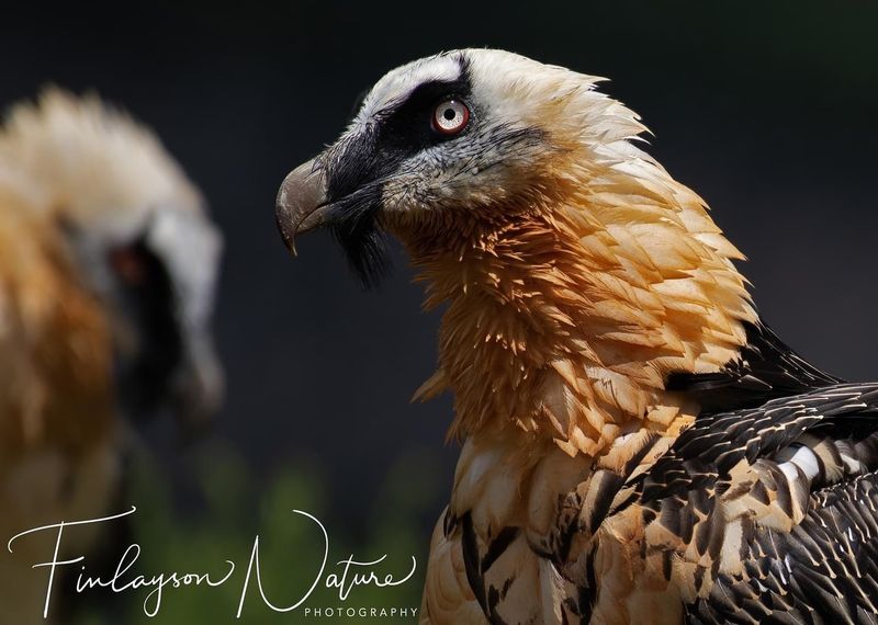 Bearded Vulture