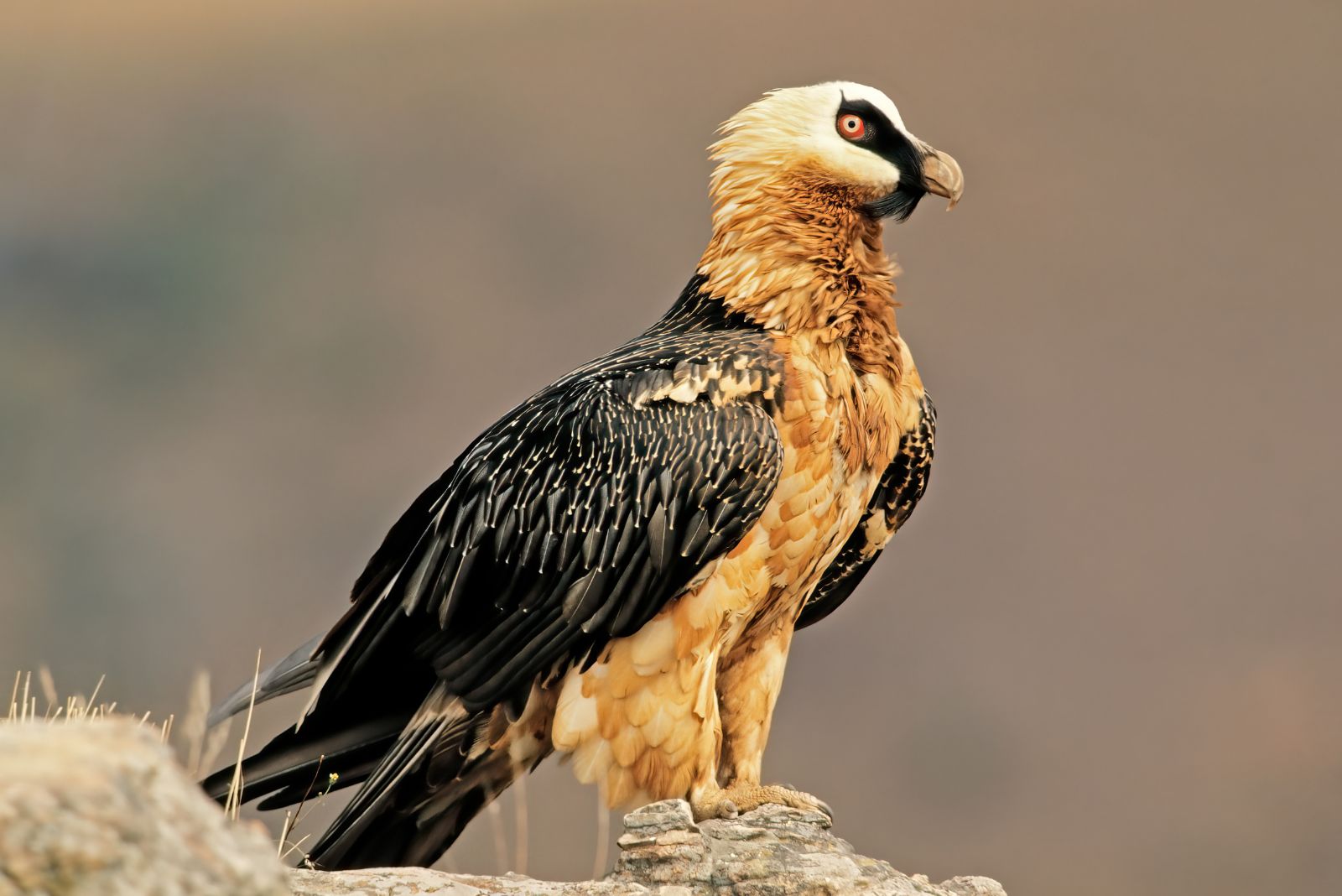 Bearded Vulture