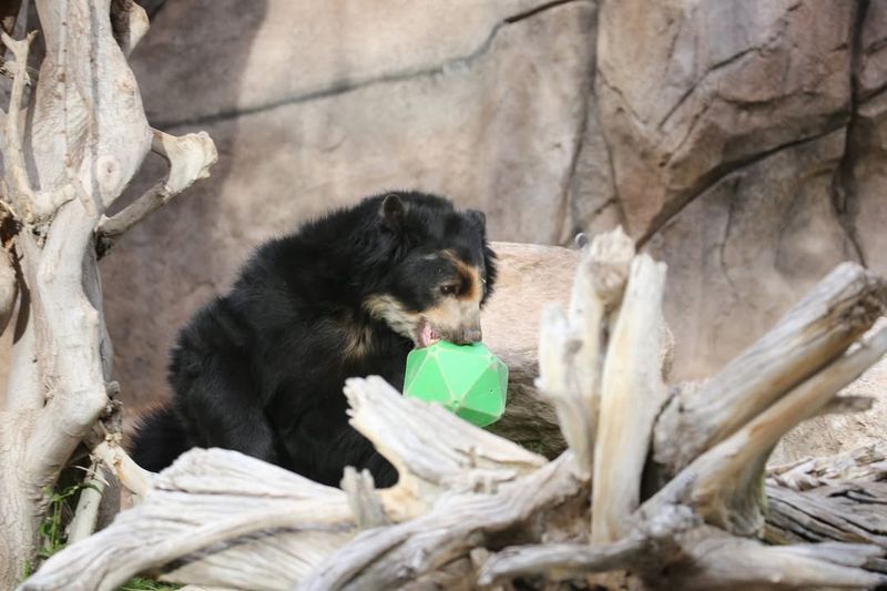 Bears Solving Puzzles