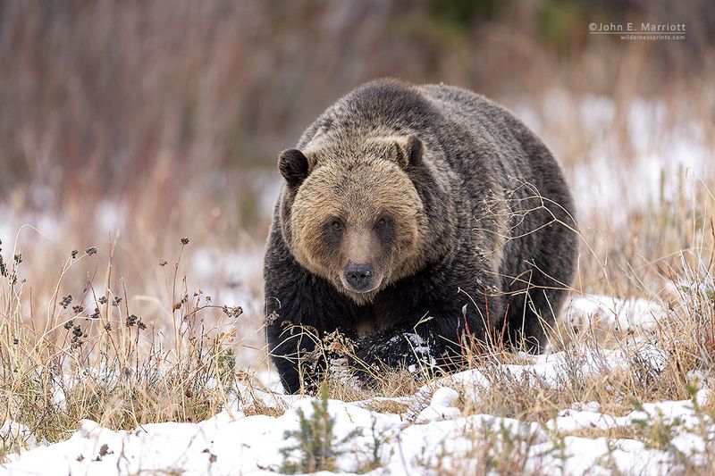 Bears (Ursus Major)