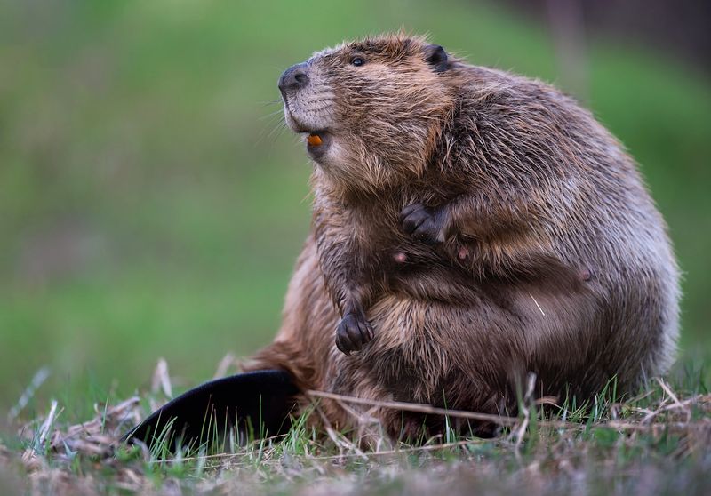 Beaver